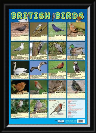 Framed Framed British Birds - Native British Birds